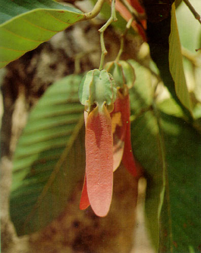 ยางนา Dipterocarpus alatus Roxb.<br/>DIPTEROCARPACEAE